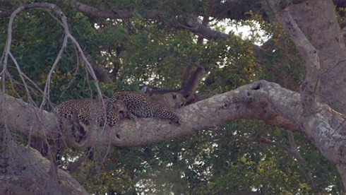 Mac ban tinh quyen ru, bao hoa mai van mai... om cay