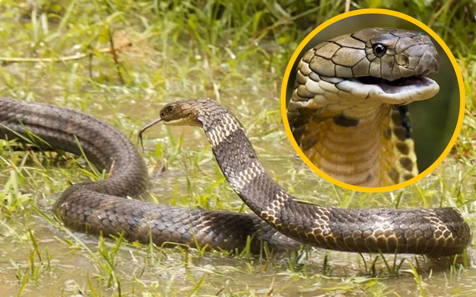 Bất cứ thợ săn nào gặp phải chúng cũng đều cố gắng “bỏ của chạy lấy người”, thậm chí có những thợ săn đã buông súng, bỏ nghề vì quá sợ hãi mãng xà...