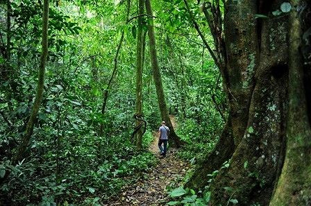 Huyền thoại mãng xà khổng lồ trên đảo Phú Quốc đến nay đã được lưu truyền qua nhiều lời kể. Phú Quốc có rất nhiều rắn hổ mây (hổ mang chúa) sinh sống. Người dân từng nhìn thấy, bắt được những con rắn hổ mây lớn. Năm 1991, lực lượng kiểm lâm từng bắt gặp con rắn hổ mây có thân to bằng cái phích, trọng lượng hơn 30 kg.
