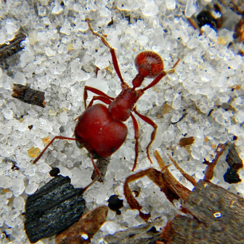 Kiến đỏ Red Harvester tỏ ra cực kỳ hung dữ khi bảo vệ kho báu lương thực của mình. Nếu bị chọc tức, nó sẽ cắn tới tấp kẻ dại dột, khiến cho kẻ đó phải hứng chịu nỗi đau giống như đang bị khoan liên tục vào người.