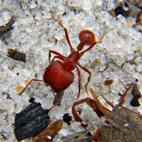 Kiến đỏ Red Harvester tỏ ra cực kỳ hung dữ khi bảo vệ kho báu lương thực của mình. Nếu bị chọc tức, nó sẽ cắn tới tấp kẻ dại dột, khiến cho kẻ đó phải hứng chịu nỗi đau giống như đang bị khoan liên tục vào người.