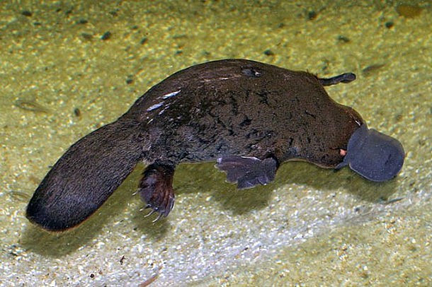 Thú mỏ vịt Platypus, không ai ngờ con vật tưởng như đáng yêu hiền lành này lại có thể sở hữu nọc độc có thể làm một người trưởng thành đau đớn để tê liệt. Cơn đau cũng kéo dài, trong tình huống xấu có thể diễn tiến thành một tình trạng gọi là hyperalgesia, tình trạng nhạy cảm với nỗi đau kéo dài trong nhiều tuần hoặc nhiều tháng.
