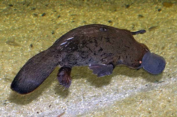 Thú mỏ vịt Platypus, không ai ngờ con vật tưởng như đáng yêu hiền lành này lại có thể sở hữu nọc độc có thể làm một người trưởng thành đau đớn để tê liệt. Cơn đau cũng kéo dài, trong tình huống xấu có thể diễn tiến thành một tình trạng gọi là hyperalgesia, tình trạng nhạy cảm với nỗi đau kéo dài trong nhiều tuần hoặc nhiều tháng.