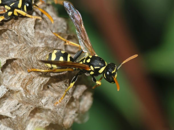 Ong bắp cày giấy Paper Wasp với những vết chích làm cháy và ăn mòn da cực kỳ đáng sợ khiến nhiều người hoảng hồn khi nhìn thấy nó. Những người "bị" trải nghiệm cảm giác này cho biết cảm giác đau đớn mà họ phải nhận giống như làm đổ một cốc axit hydrochloric trên da.