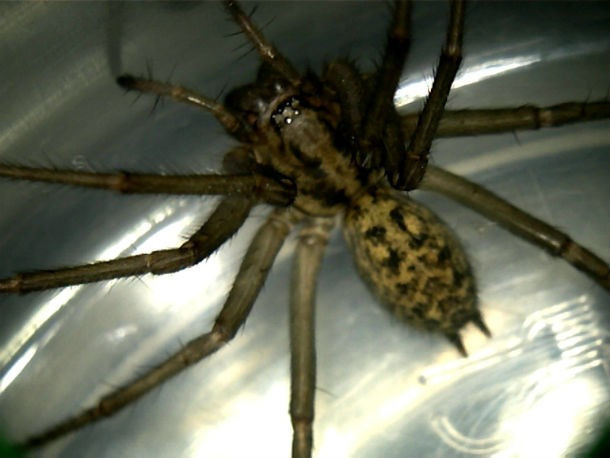 Nhện lang thang Hobo Spider là một thành viên của loài nhện (không nên nhầm lẫn với nhện lưới phễu Úc). Tầm quan trọng của nó trong y khoa vẫn chưa được chứng minh rõ ràng và còn nhiều tranh cãi nhưng điều duy nhất chắc chắn đó là sự đau đớn kinh hoàng của vết cắn từ nhện lang thang. Sự tổn thương mà nó gây ra cho các nạn nhân được coi là một trong những vết thương nghiêm trọng nhất trên thế giới. Điều này khiến nó là một trong những động vật có vết cắn đau đớn cực kỳ.
