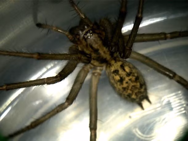 Nhện lang thang Hobo Spider là một thành viên của loài nhện (không nên nhầm lẫn với nhện lưới phễu Úc). Tầm quan trọng của nó trong y khoa vẫn chưa được chứng minh rõ ràng và còn nhiều tranh cãi nhưng điều duy nhất chắc chắn đó là sự đau đớn kinh hoàng của vết cắn từ nhện lang thang. Sự tổn thương mà nó gây ra cho các nạn nhân được coi là một trong những vết thương nghiêm trọng nhất trên thế giới. Điều này khiến nó là một trong những động vật có vết cắn đau đớn cực kỳ.