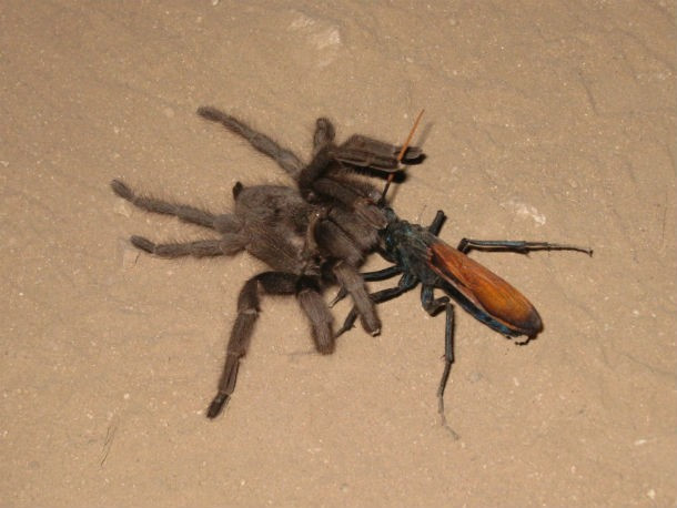 Ong bắp cày ký sinh Tarantula hawk trông hoàn toàn vô hại, nhưng là một nhóm ong độc trong phân họ Pepsinae thuộc họ Pompilidae. Chúng thường tấn công nhện góa phụ đen hoặc nhện lông lá lớn ăn thịt chim. Nọc độc của chúng được xếp hạng thứ 2 về mức độ gây đau đớn, chỉ kém kiến đạn. Vết đốt của loài động vật này chỉ gây đau trong vài phút nhưng đủ khiến nạn nhân cảm thấy như vừa trải qua một cú điện giật chết người.