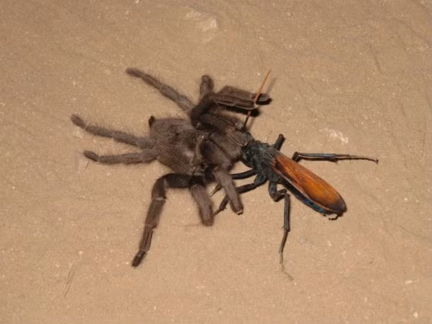 Ong bắp cày ký sinh Tarantula hawk trông hoàn toàn vô hại, nhưng là một nhóm ong độc trong phân họ Pepsinae thuộc họ Pompilidae. Chúng thường tấn công nhện góa phụ đen hoặc nhện lông lá lớn ăn thịt chim. Nọc độc của chúng được xếp hạng thứ 2 về mức độ gây đau đớn, chỉ kém kiến đạn. Vết đốt của loài động vật này chỉ gây đau trong vài phút nhưng đủ khiến nạn nhân cảm thấy như vừa trải qua một cú điện giật chết người.