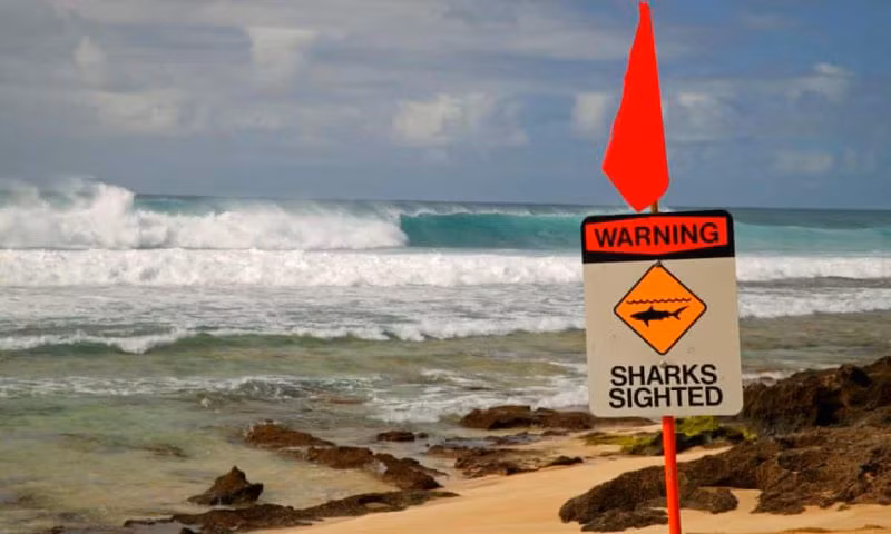 Kinh hoàng cá mập cắn chết người ngay tức thì Kinh hoang ca map can chet nguoi ngay tuc thi