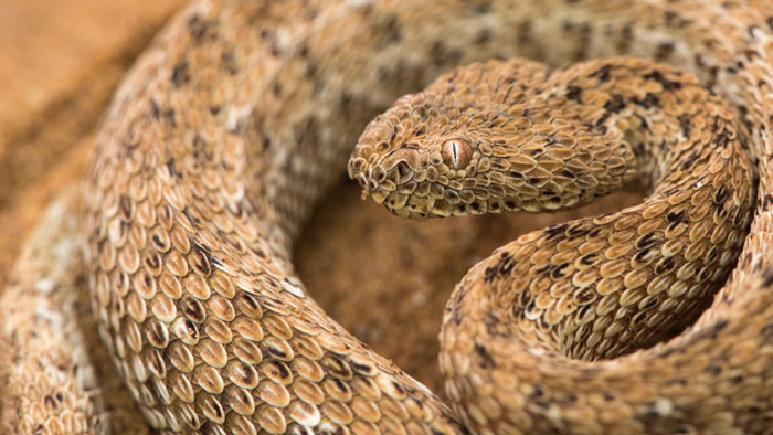 Chế độ ăn uống của loài rắn hung thần Sidewinder gồm thằn lằn và tắc kè palmato. Chúng yêu những cồn cát và đã thích nghi một cách rất độc đáo, chúng leo ngang. Các chuyển động quanh co cho phép chúng dễ dàng leo lên mặt dốc của các đụn cát. Khi di chuyển như vậy, hơn 50% cơ thể của chúng không chạm vào cát và nhờ đó chúng có thể di chuyển trên mặt cát rất nóng.
