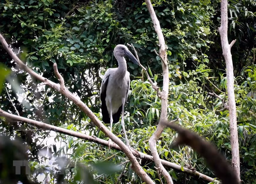 Nhiều loài chim quý hiếm được nuôi dưỡng, bảo tồn tại khu bảo tồn sinh thái Đồng Tháp Mười. (Ảnh: Nam Thái/ TTXVN)