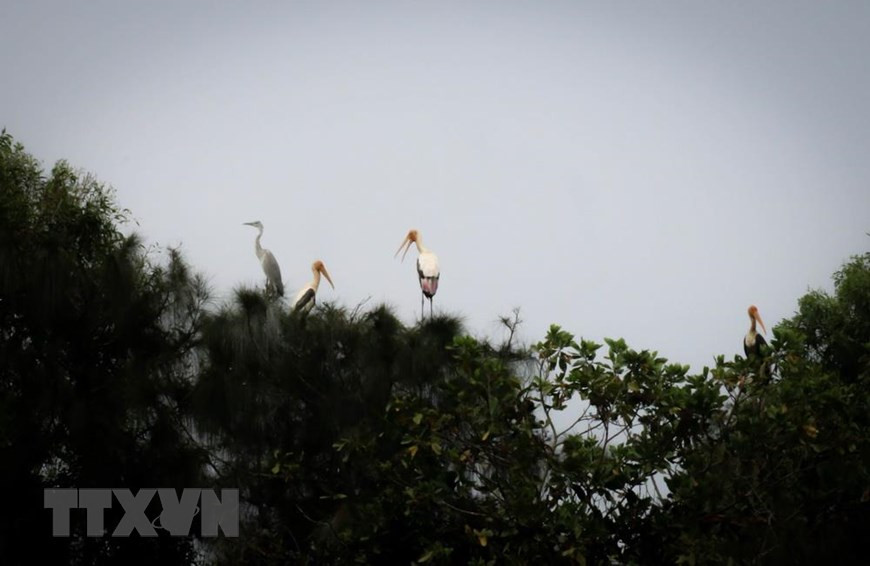Nhiều loài chim quý hiếm được nuôi dưỡng, bảo tồn tại khu bảo tồn sinh thái Đồng Tháp Mười. (Ảnh: Nam Thái/ TTXVN)