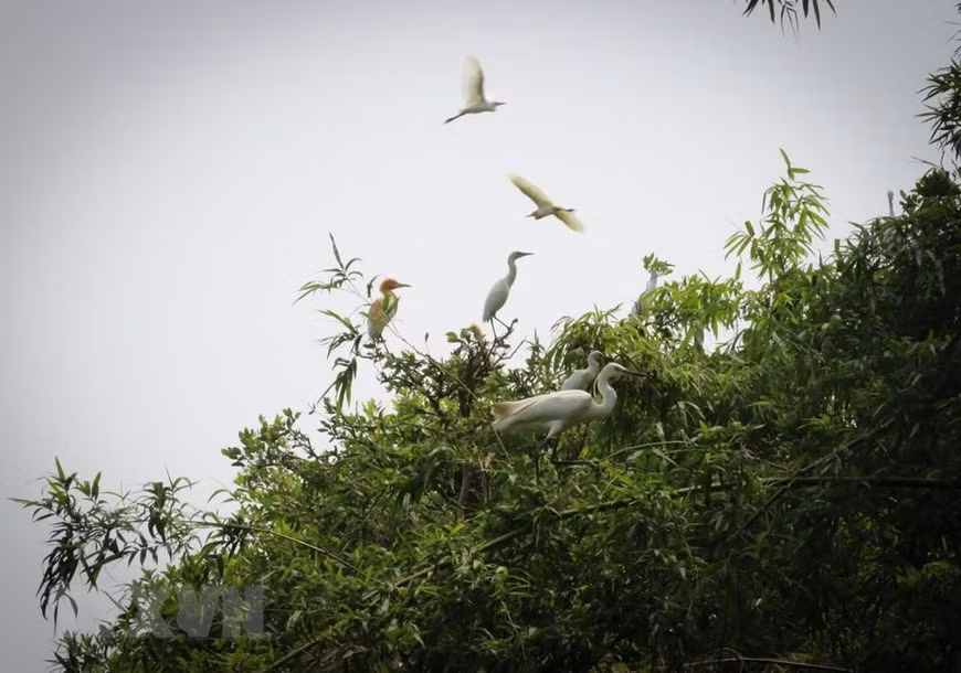 Trải qua 18 năm thành lập, hiện nay, cùng với 70 loài thực vật đặc trưng của vùng sinh thái đất phèn ngập nước, Khu bảo tồn đang quản lý 8 loài cá, 19 loài bò sát, 16 loài thú và 36 loài chim, trong đó có những loài chim quý hiếm và có nguy cơ tuyệt chủng, đang được Ban quản lý đặc biệt bảo tồn và cho sinh sản trong môi trường nhân tạo, nhằm nhân thêm số lượng cá thể. (Ảnh: Nam Thái/TTXVN)