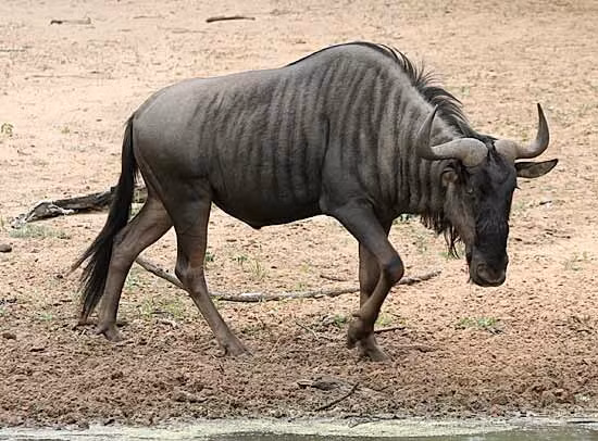 Cũng thuộc họ linh dương nên loài Wildebeest khá nhanh nhẹn với tốc độ khoảng 80km/h. Đặc biệt, đôi chân chắc khỏe của chúng còn là nỗi kinh hoàng đối với báo hoặc sư tử nếu không may ở trúng tầm đá.