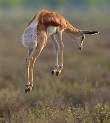 Tuy sở hữu thân hình nhỏ nhắn nhưng linh dương Nam Phi có tốc độ ngang với Wildebeest. Hơn nữa, chúng còn có thể nhảy tiến hoặc lùi với bước nhảy từ 3,5 đến 15m.