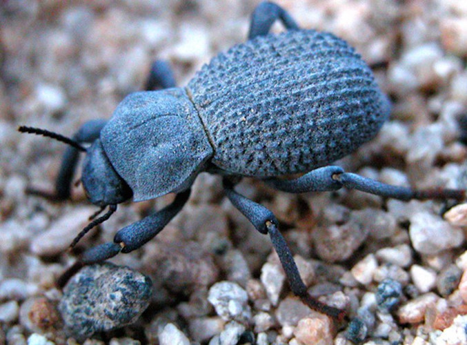 Khi bị đe dọa, bọ cánh cứng xanh ở vùng tây nam nước Mỹ co người lại, đôi chân trở nên cứng đơ, không động đậy. Khi nguy hiểm đã qua, bọ cánh cứng chỉ việc đứng thẳng lên và tiếp tục cuộc sống vừa bị gián đoạn của nó.