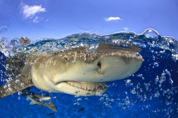 Nhiều người luôn lo sợ bị cá mập tấn công, nhưng trên thực tế hiếm khi cá mập tấn công con người. Các nhà khoa học phát hiện ra rằng nhiều khi đối diện với con người, cá mập xanh thường giả chết trong khoảng 15 giây, thay vì tấn công họ.