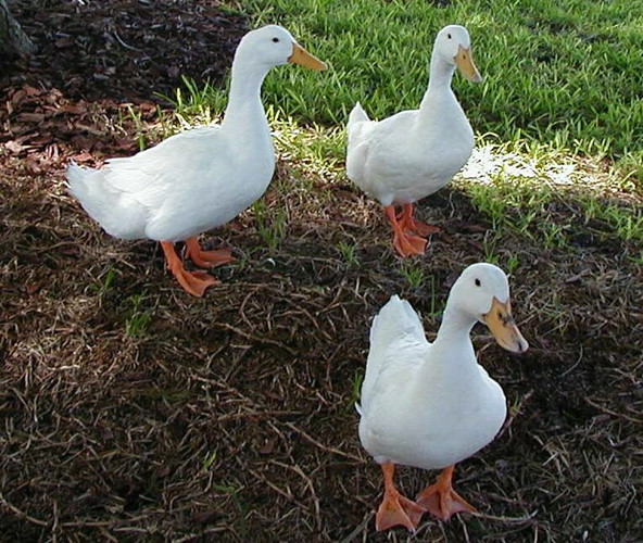 Khi biết mình sắp chết, một số loài vịt cũng sẽ giả chết. Hiện tượng này được gọi là bất động âm, các nhà khoa học cho rằng phản ứng trên là một cơ chế bảo vệ của loài này. Nhưng thật không may, khi con người đã muốn thịt thì chúng vẫn không thể thoát.