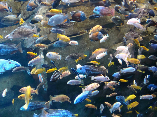 Cichlid, loài cá biển nhỏ ở vùng Địa Trung Hải thường xuyên giả vờ chết để thu hút con mồi. Loài cá khôn lanh này sẽ giả dạng giống như một con cá chết đang bị phân hủy và các loài động vật nhỏ chuyên ăn xác thối sẽ bị thu hút, tưởng sẽ có bữa ăn ngon lành nhưng lại trở thành mồi ngon béo bở cho loài cá đó.