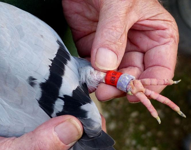 Cau chuyen li ky ve diep vien dong vat trong quan doi-Hinh-2