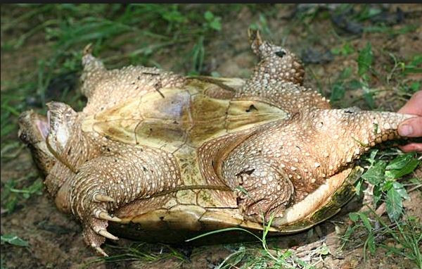  Rùa đớp - động vật kỳ dị có thể đứt đầu vẫn sống "nhăn răng" nhiều giờ vô cùng kỳ lạ này phân bố ở đông nam Canada, miền đông Nova Scotia và Florida.