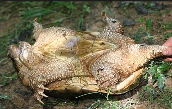  Rùa đớp - động vật kỳ dị có thể đứt đầu vẫn sống "nhăn răng" nhiều giờ vô cùng kỳ lạ này phân bố ở đông nam Canada, miền đông Nova Scotia và Florida.