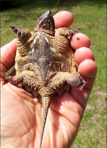 Cụ thể, khi đầu lìa khỏi thân, rùa đớp vẫn có thể tiếp tục cắn hoặc đớp khi bị chạm phải suốt nhiều giờ đồng hồ sau đó, khiến con người phải kinh ngạc và tìm hiểu.