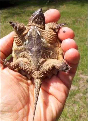 Cụ thể, khi đầu lìa khỏi thân, rùa đớp vẫn có thể tiếp tục cắn hoặc đớp khi bị chạm phải suốt nhiều giờ đồng hồ sau đó, khiến con người phải kinh ngạc và tìm hiểu.