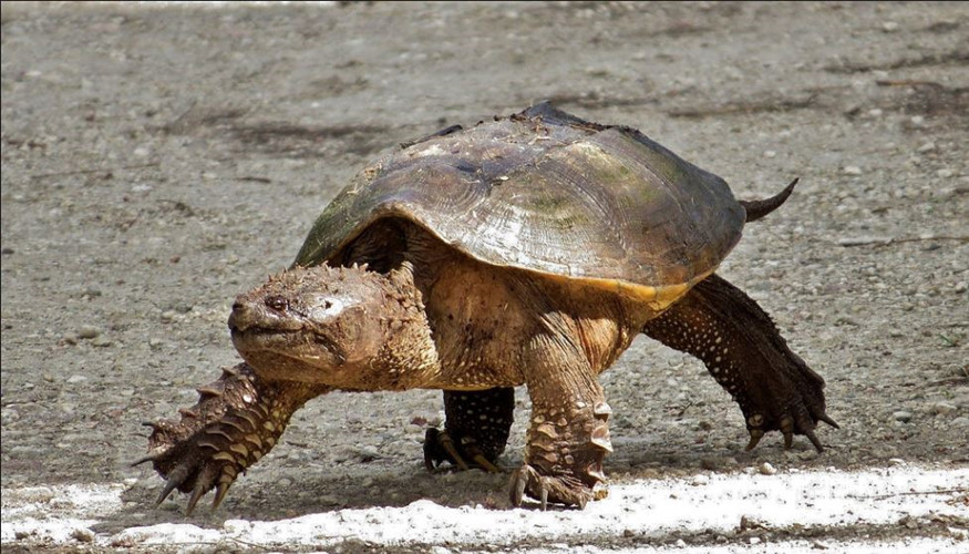 Trứng rùa đớp sẽ nở trong 3 tuần.