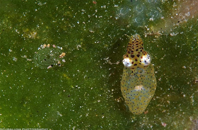 Mực “chú lùn”. Ít ai biết rằng mực ống cũng có loài siêu nhỏ, có tên Idiosepius notoides. Nó chỉ dài 2,4 cm và sống giữa các ngọn rong biển.