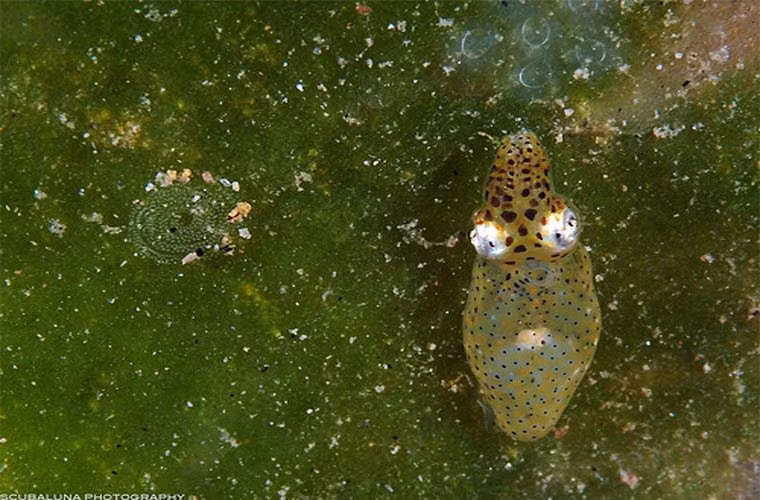 Mực “chú lùn”. Ít ai biết rằng mực ống cũng có loài siêu nhỏ, có tên Idiosepius notoides. Nó chỉ dài 2,4 cm và sống giữa các ngọn rong biển.