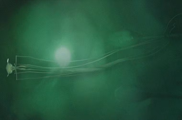 Mực ống “tay dài”. Loài mực này có hình thù rất quái dị, khi cơ thể chúng chỉ dài 30 cm, nhưng xúc tu của nó dài gấp 20 lần cơ thể chúng. Nhờ có những xúc tu này mà mực ống “tay dài” có thể bơi một cách rất “thong dong” trong nước.