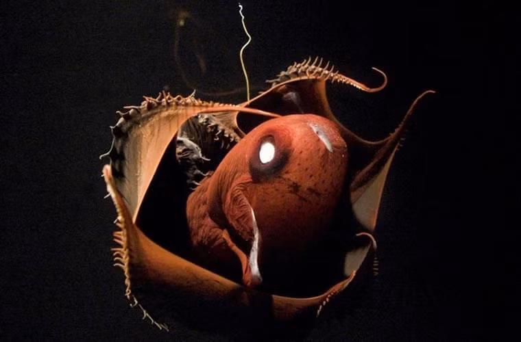 Mực hút máu. Với làn da đỏ, có vân, một đôi mắt giả ở đỉnh đầu, gai ở xúc tu, loài này xứng đáng với tên gọi “mực hút máu từ địa ngục”. Nó sống ở vùng nước lặng, ít oxy, có điều kiện sống khắc nghiệt.