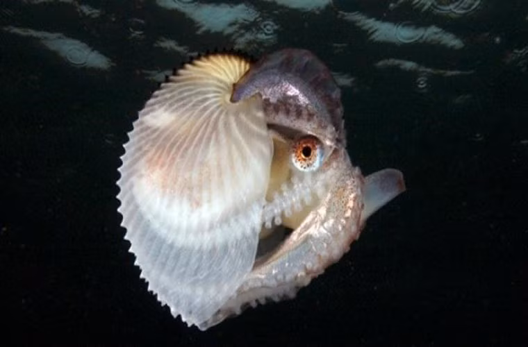 Ốc anh vũ giấy. Loài động vật thân mềm cùng họ với mực này có vỏ trông như tờ giấy, mỏng. Con cái mang theo cái vỏ để đựng trứng và con con. Ốc anh vũ đực, chỉ bằng 1/20 ốc anh vũ cái, chỉ sống đến khi cắt bỏ một xúc tu đầy tinh trùng vào trong người ốc cái.