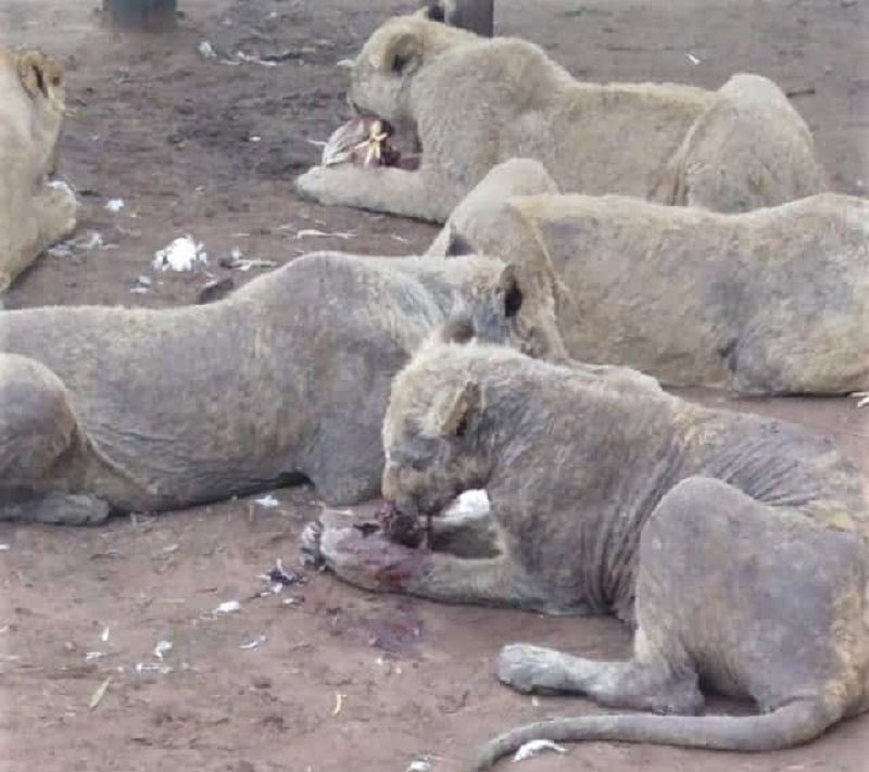 Su thuc hai hung sau trai nuoi nhot su tu o Nam Phi