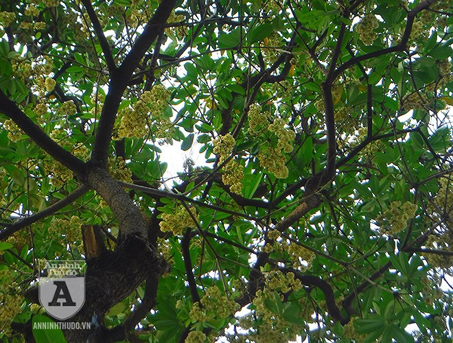 Việc thời tiết thay đổi thất thường, mùa đông xuân trước đó ấm hơn mọi năm, cuối tháng 4 trời nắng gắt, đầu tháng 5 trời se lạnh như mùa thu, nên kích thích hoa sữa Hà Nội nở sớm hơn bình thường