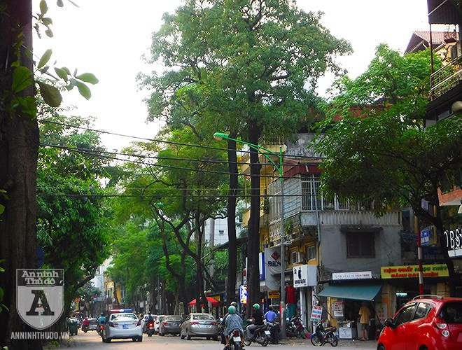 Thân cây hoa sữa thẳng, tròn, gốc có thể có khía nâu, vỏ nứt nẻ dọc mùn. Lá đơn nguyên mọc chụm đầu cành từ 3-10 lá, phiến lá hình trứng ngược, dài 10-25 cm, rộng 4-7 cm