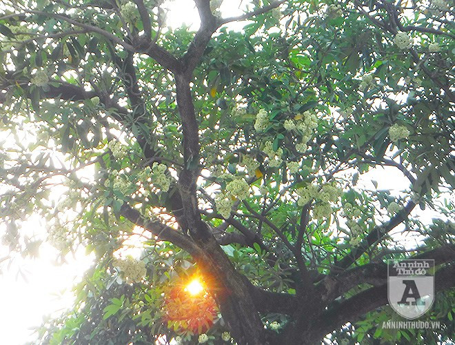 Hoa tự tán, bông hoa nhỏ, màu trắng đến vàng nhạt, mùi thơm giống hoa dạ lý hương. Phật giáo tiểu thừa xem cây hoa sữa như là một loài cây của sự giác ngộ