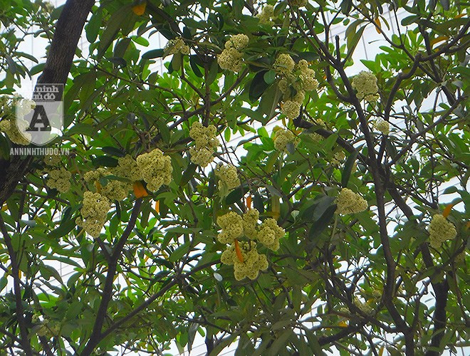 Theo Công ty TNHH MTV Cây xanh Hà Nội – đơn vị quản lý cây xanh ở Thủ đô, trên địa bàn Hà Nội hiện nay có khoảng 6.000 cây hoa sữa, được trồng nhiều ở Nguyễn Du, Quán Thánh, Nguyễn Chí Thanh, Đào Tấn, Trung Hòa…
