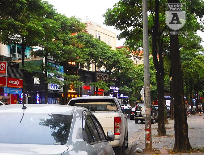 Trong văn hóa Việt Nam, hình ảnh hoa sữa được nhiều nhạc sĩ sử dụng đưa vào âm nhạc: Hoa sữa (do nhạc sĩ Hồng Đăng sáng tác), Nhớ về Hà Nội (do nhạc sĩ Hoàng Hiệp), Nồng nàn Hà Nội (do nhạc sĩ Nguyễn Đức Cường sáng tác),… Cách đây nhiều năm hoa sữa được trồng nhiều ở Hà Nội là do loài cây này phát triển nhanh, ít sâu bệnh, cho bóng mát quanh năm, nhưng nếu trồng với mật độ dày thì hương của nó rất nồng, gây khó chịu, dị ứng đối với nhiều người