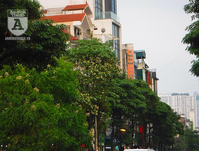 Hoa sữa còn có tên gọi khác là mò cua, là một loài thực vật nhiệt đới. Cây hoa sữa thuộc loại gỗ nhỡ, có thể cao tới 50m