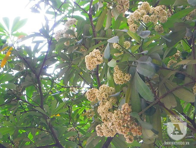 Việc hoa sữa nở sớm vào mùa hè, dẫn đến lượng hoa sữa còn lại nở vào mùa thu sẽ ít, vì hoa sữa chỉ nở một lần trong năm