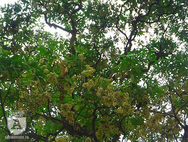 Do bị hiện tượng El Nino tác động, khiến nền nhiệt hai tháng mùa Đông – tháng 11 và tháng 12-2018 của miền Bắc cao hơn mọi năm 1-2 độ, ở Hà Nội nhiệt độ trung bình tháng 12 nhiều năm trước đó chỉ 18 độ, nhưng năm 2018 xấp xỉ 20 độ