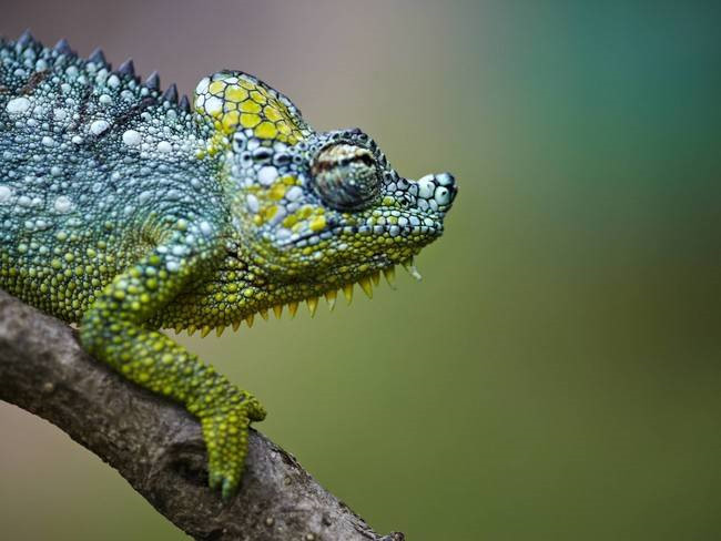 Bạn đừng nghĩ rằng tắc kè hoa chỉ đổi màu để ngụy trang bản thân với môi trường xung quanh. Thực chất, chúng còn đổi màu để thể hiện cảm xúc.