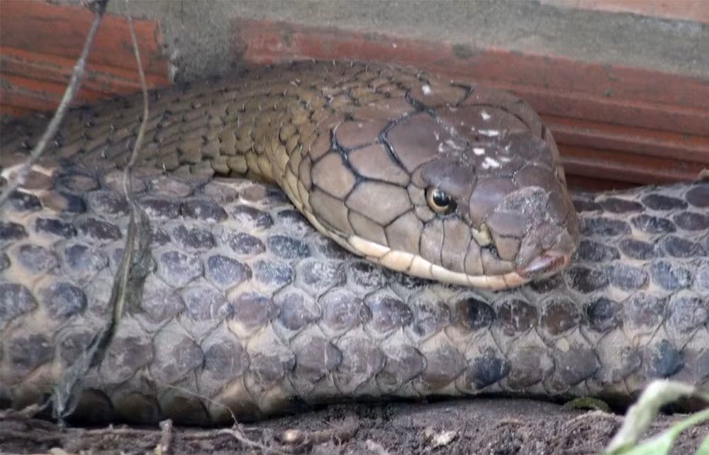 Cap ran ho khung o An Giang se duoc xu ly the nao?