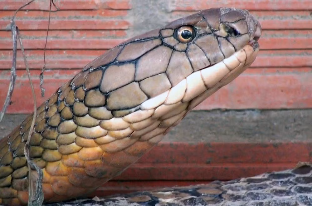 Cap ran ho khung o An Giang se duoc xu ly the nao?-Hinh-2