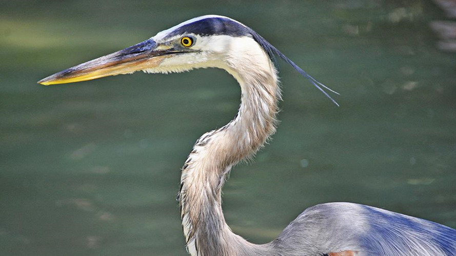 Chim diệc xanh lớn có xương rỗng. Điều này khiến trọng lượng chúng khá nhẹ, chỉ có 6 kg.