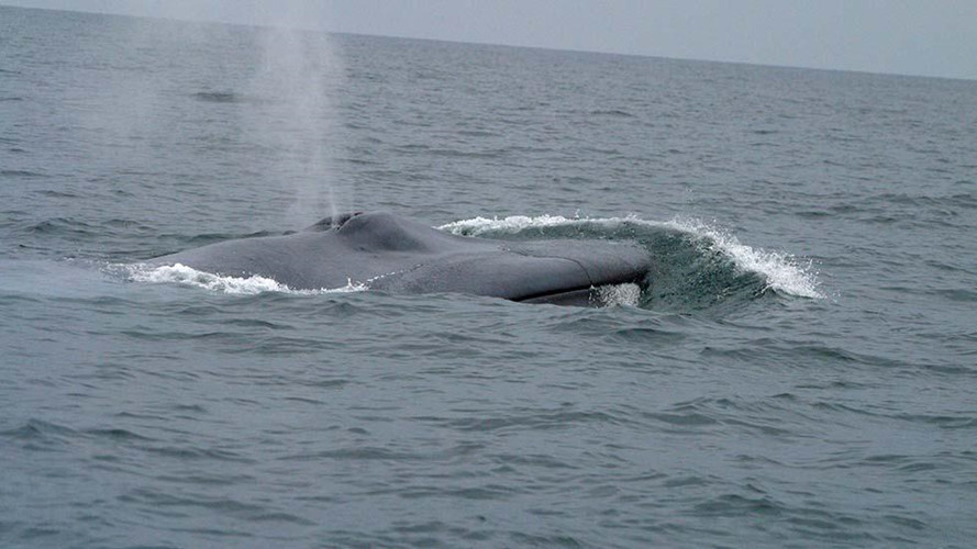 Trái tim của cá voi xanh nặng khoảng 600 kg, là trái tim lớn nhất so với bất kỳ động vật nào. Lưỡi của cá voi xanh nặng khoảng 2,7 tấn, tương đương kích thước trung bình của một con voi châu Á.