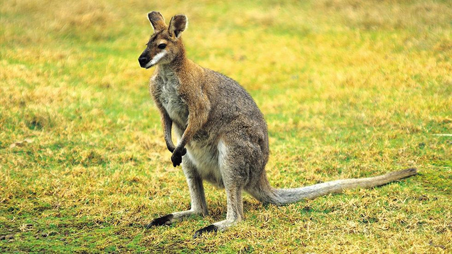 Có một thực tế là loài chuột túi (kangaroo) không thể đi giật lùi vì hình dạng cơ thể khác thường của nó. Chân và đuôi cùng kết hợp có thể giúp con vật đứng cân bằng và di chuyển.