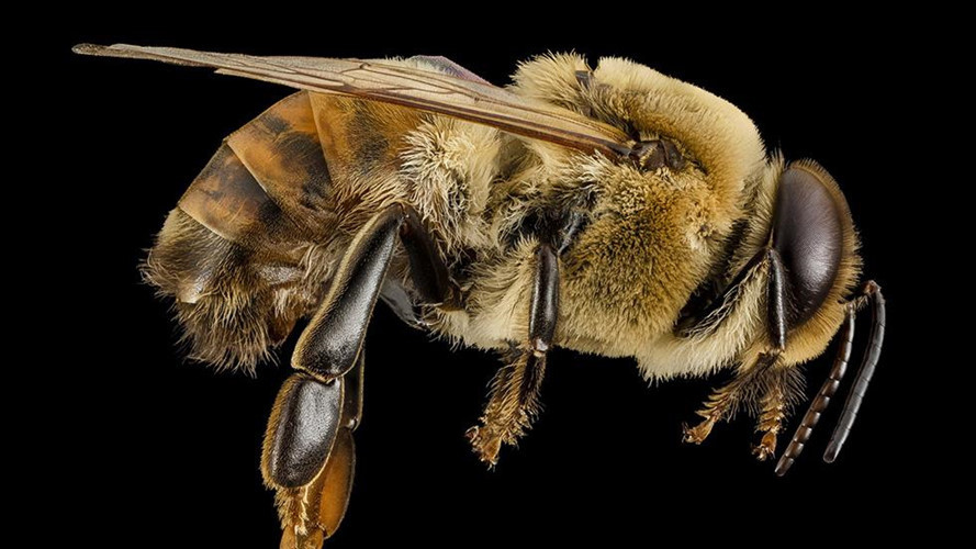 Sự thực là ong mật ngoài việc có một đống lông ngoài thân, nó còn có thể có lông cả ở trong mắt.